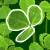 Lucky Clover
