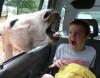 Kid Loves Animals (hit:1445)