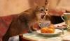 Angry Dining Cat (hit:1632)
