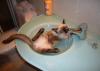Hot Tubbing Cat (hit:1396)