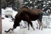 Moose Kisses Cat (hit:1383)
