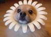 Flower Dog (hit:1506)