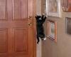 It's Spider Cat (hit:1468)