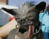 World's Ugliest Dog of 2007 (hit:1383)